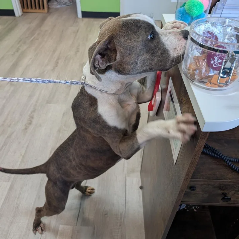 An adult large-sized male Brindle Pit Bull Terrier dog named Cash for adoption in Emporia, KS
