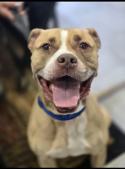 An adult large-sized male Mixed Breed dog named Muttley for adoption in West Chester, PA