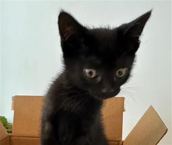 A baby small-sized female Domestic Short Hair cat named Peanut for adoption in Santa Clara, CA