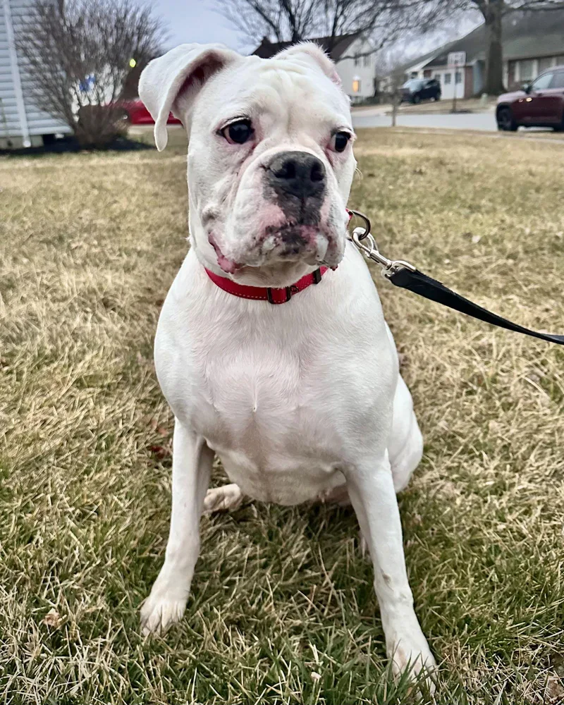 An adult large-sized female Boxer dog named Bonded Lilly for adoption in Monticello, NY