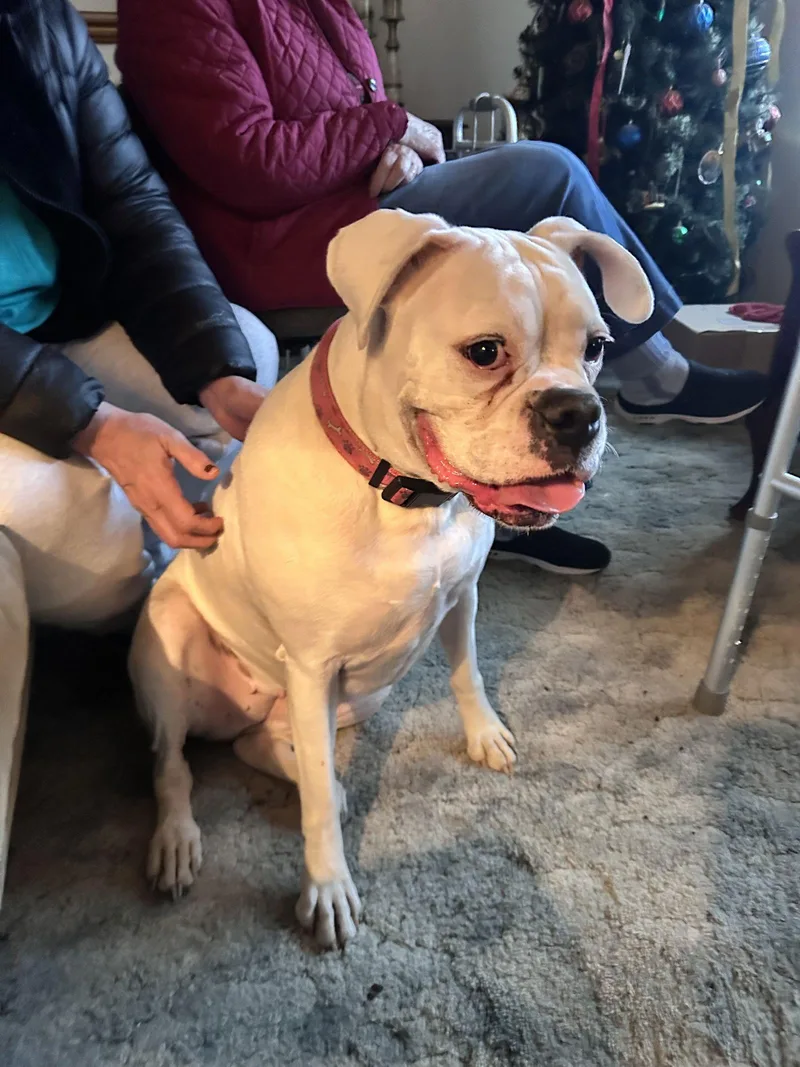 Bonded  Lilly thumbnail 2