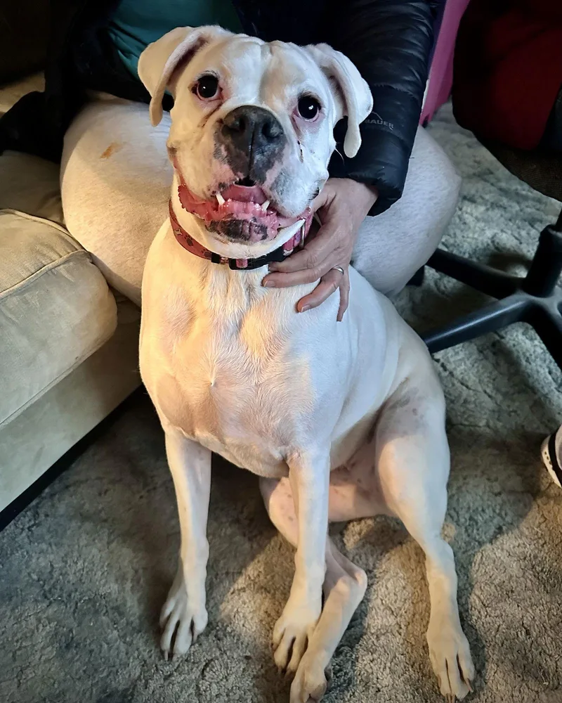 Bonded  Lilly thumbnail 3