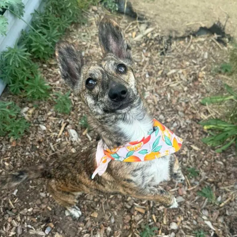 An adult small-sized female Brindle Cardigan Welsh Corgi dog named Baby for adoption in Laramie, WY