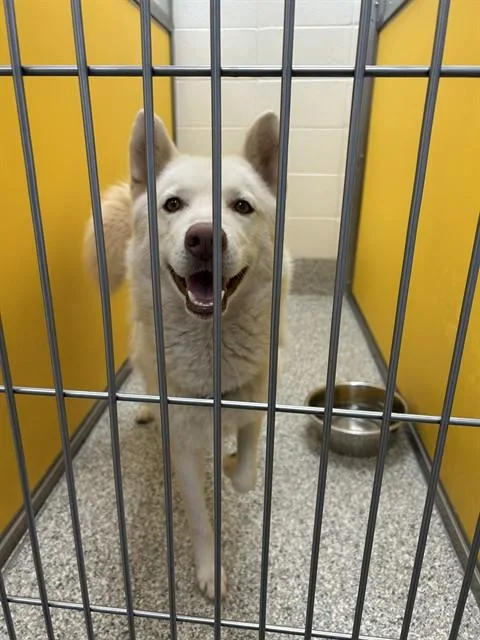 A young medium-sized male Siberian Husky dog named Lance for adoption in Tucson, AZ