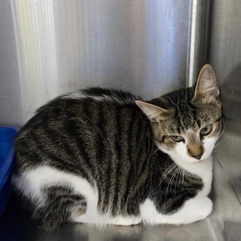 A young medium-sized male Torbie Domestic Short Hair cat named Soul for adoption in Mount Gilead, NC
