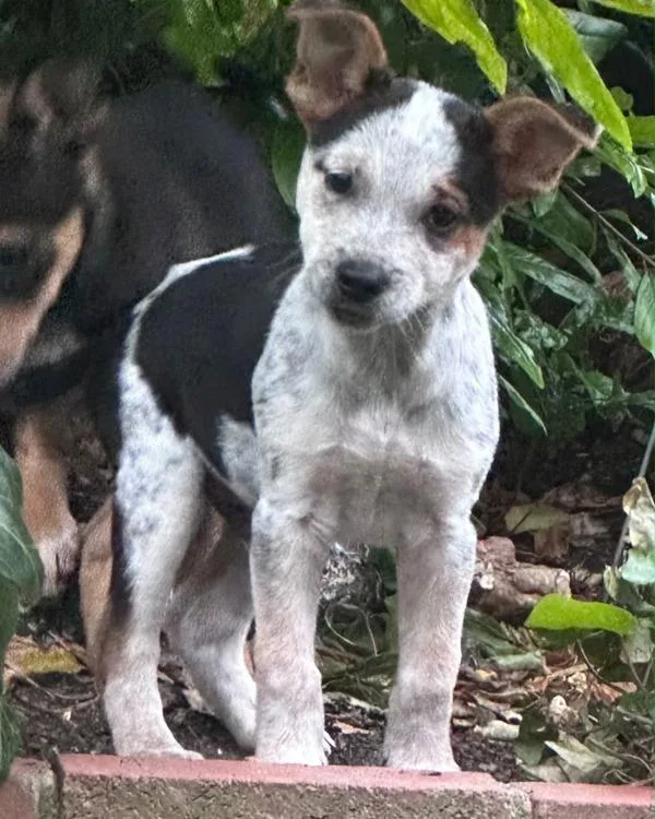 A baby small-sized male Australian Cattle Dog / Blue Heeler dog named Moo for adoption in Novato, CA