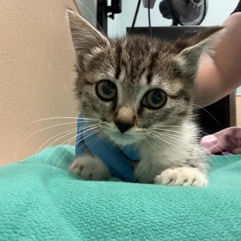 A baby small-sized female Brown / Chocolate Domestic Short Hair cat named Sour Patch for adoption in Tacoma, WA