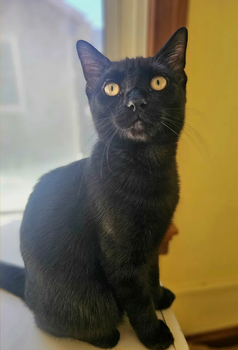 An adult large-sized male Black Domestic Medium Hair cat named Angel for adoption in Greenville, IL