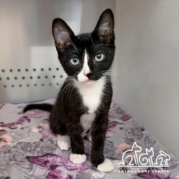 Gizmo