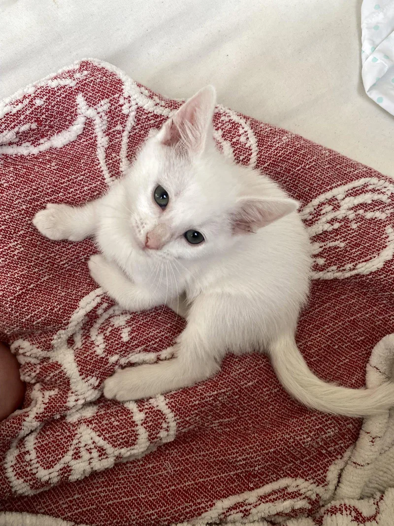 A baby medium-sized female White Domestic Short Hair cat named Carmina for adoption in Wesley Chapel, FL