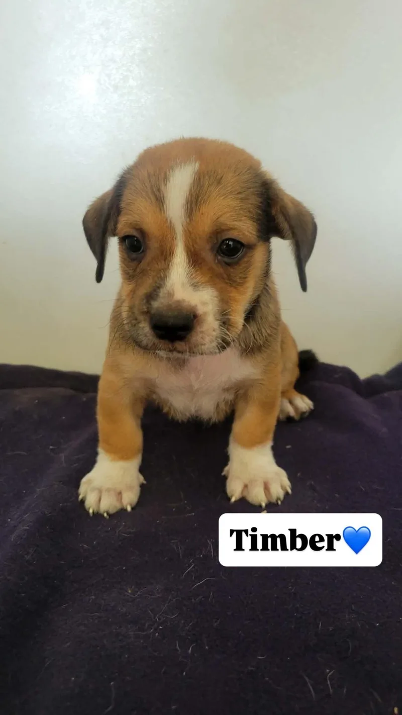 A baby small-sized male Black Mixed Breed dog named Timber for adoption in Atlantic Beach, FL