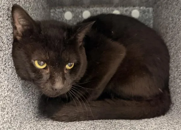 An adult medium-sized male Domestic Short Hair cat named Puma for adoption in Ridgewood, NY