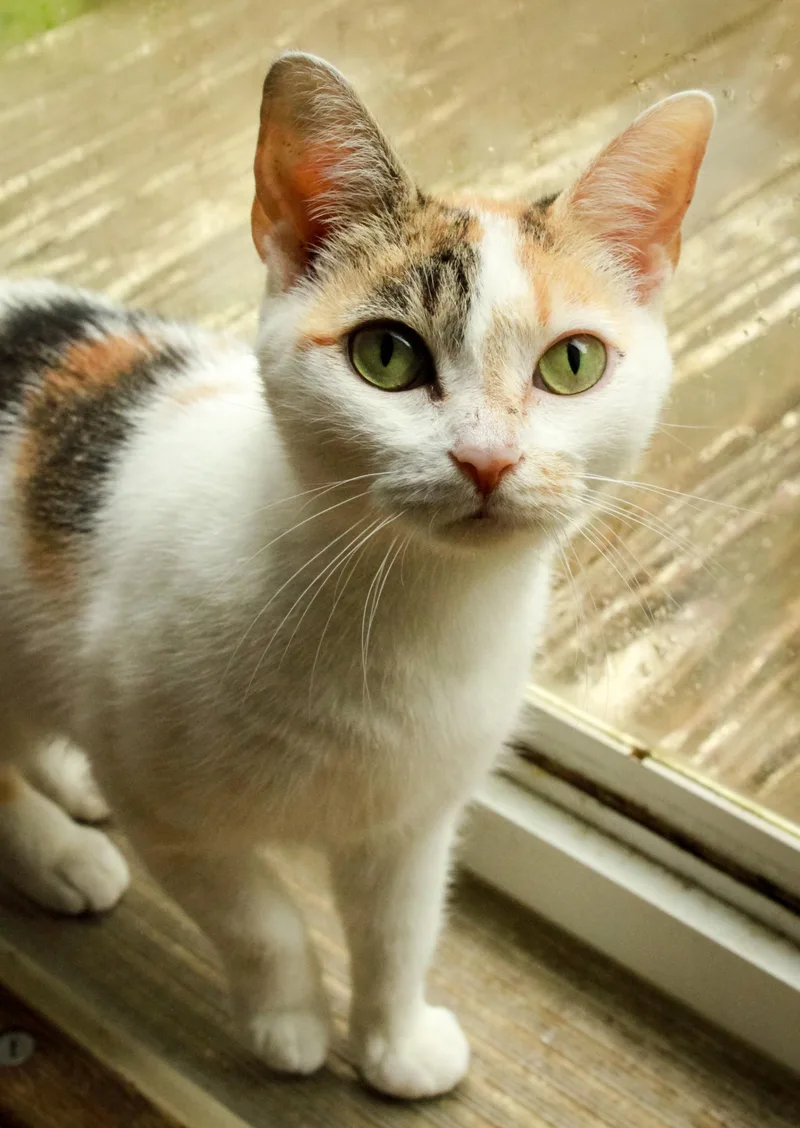 An adult small-sized female Calico Domestic Short Hair cat named Dahlia for adoption in Ona, WV