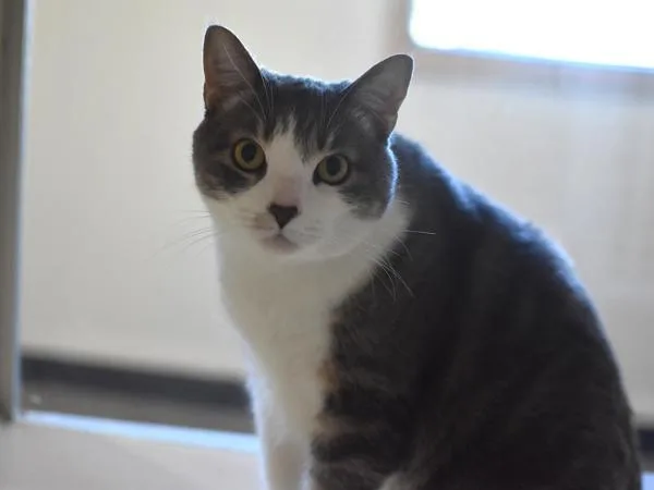 An adult medium-sized female Domestic Short Hair cat named Poppi for adoption in Portland, OR