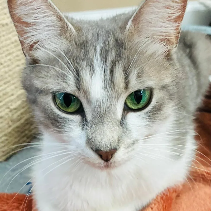 An adult medium-sized female Brown / Chocolate Domestic Short Hair cat named Carol for adoption in Marietta, GA