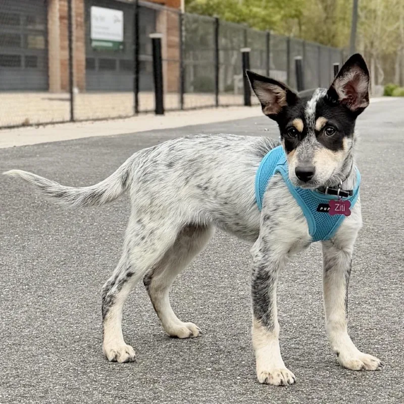 A baby small-sized female Black Australian Cattle Dog / Blue Heeler dog named Ziti for adoption in East Hampton, NY