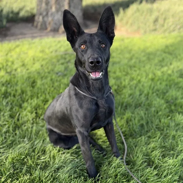 A young medium-sized female Labrador Retriever dog named Lola for adoption in Modesto, CA