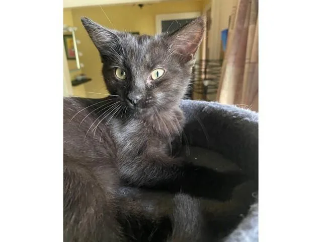 A baby small-sized female Domestic Short Hair cat named Bean for adoption in Fort Wayne, IN