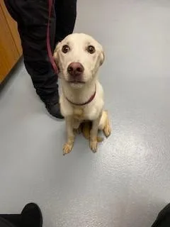 A young large-sized male Labrador Retriever dog named Raccoon for adoption in Saint Cloud, FL