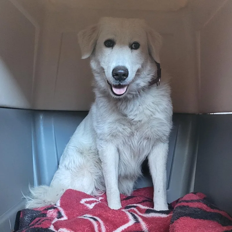 An adult large-sized female White / Cream Great Pyrenees dog named Delilah for adoption in Lake Panasoffkee, FL