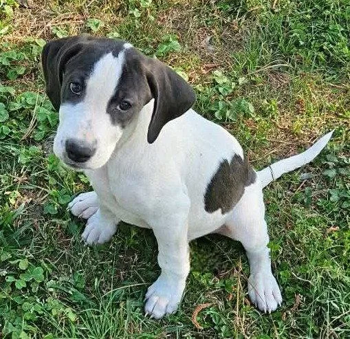 A baby medium-sized male Hound dog named Pierre De Ronsard Rose for adoption in Wakefield, RI