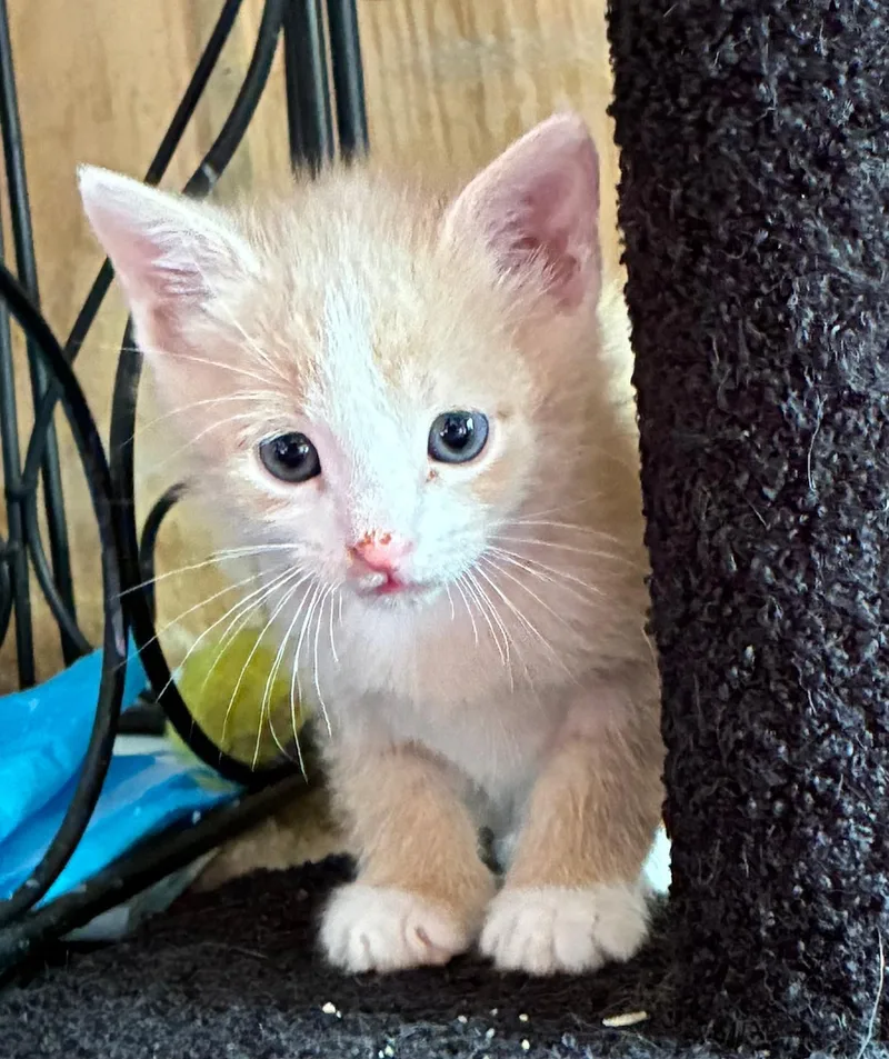 A baby small-sized male Buff & White Domestic Short Hair cat named Sir Lixalot for adoption in Bayonne, NJ