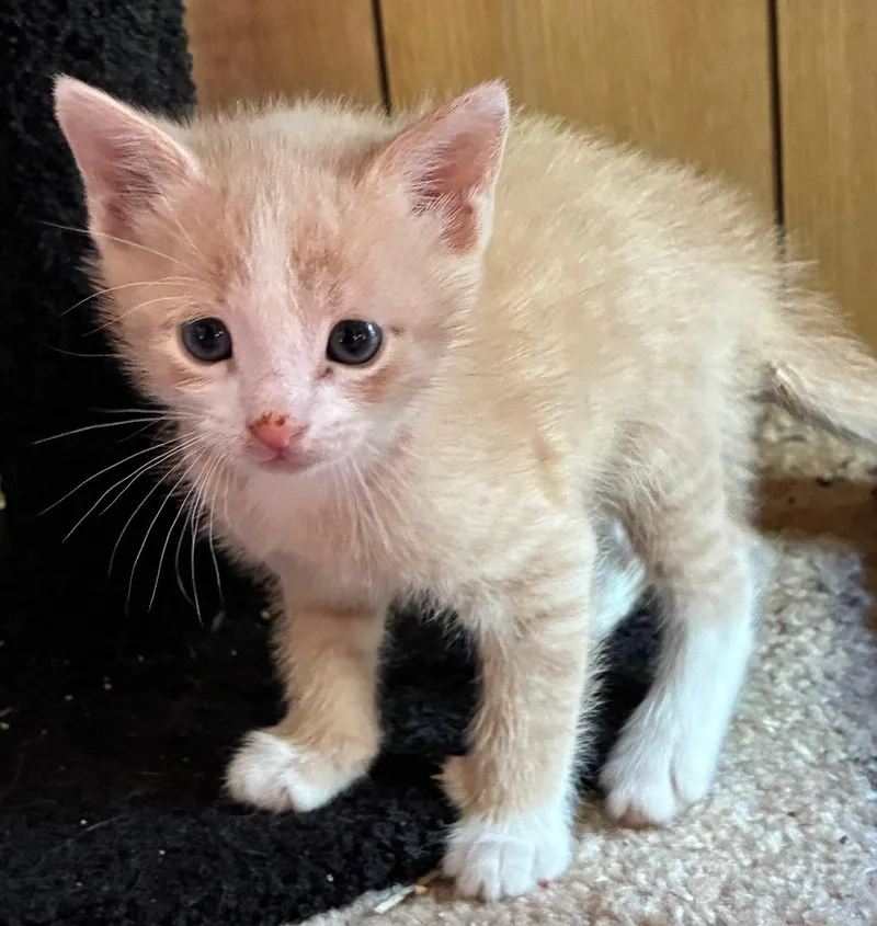 Sir Lixalot thumbnail 2