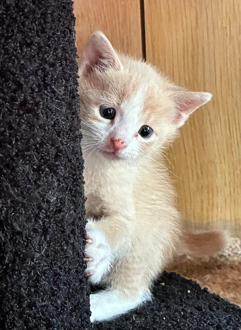 Sir Lixalot thumbnail 3