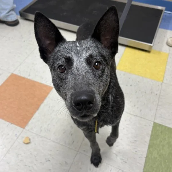 A young medium-sized male Australian Cattle Dog / Blue Heeler dog named Zeus for adoption in Sioux City, IA