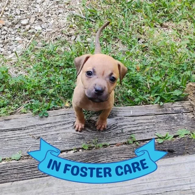 A baby small-sized female Black Mouth Cur dog named Jeff for adoption in Tallahassee, FL