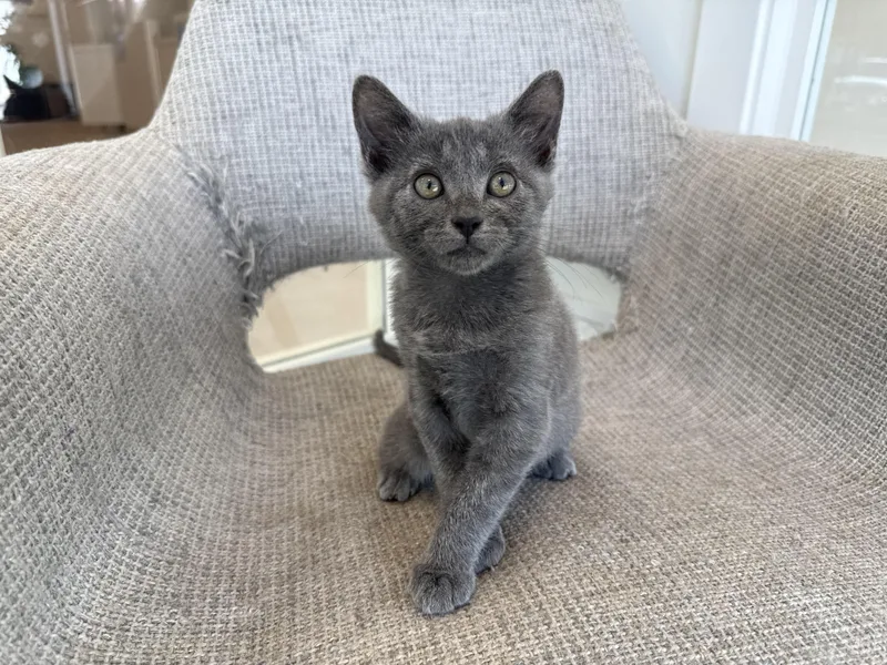 A baby medium-sized female Gray / Blue / Silver Domestic Short Hair cat named Meghan for adoption in Evanston, IL