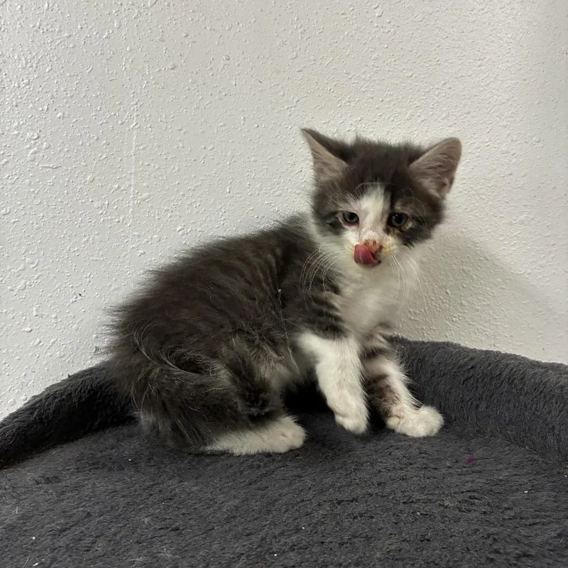 A baby medium-sized male Gray & White Domestic Medium Hair cat named Marble for adoption in Wiggins, MS