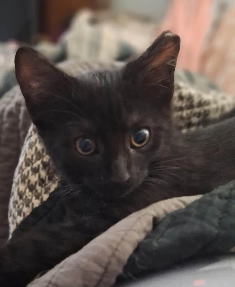 Lily thumbnail 3