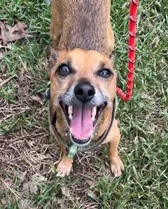 An adult small-sized male Brown / Chocolate Chihuahua dog named Leo for adoption in Longwood, FL