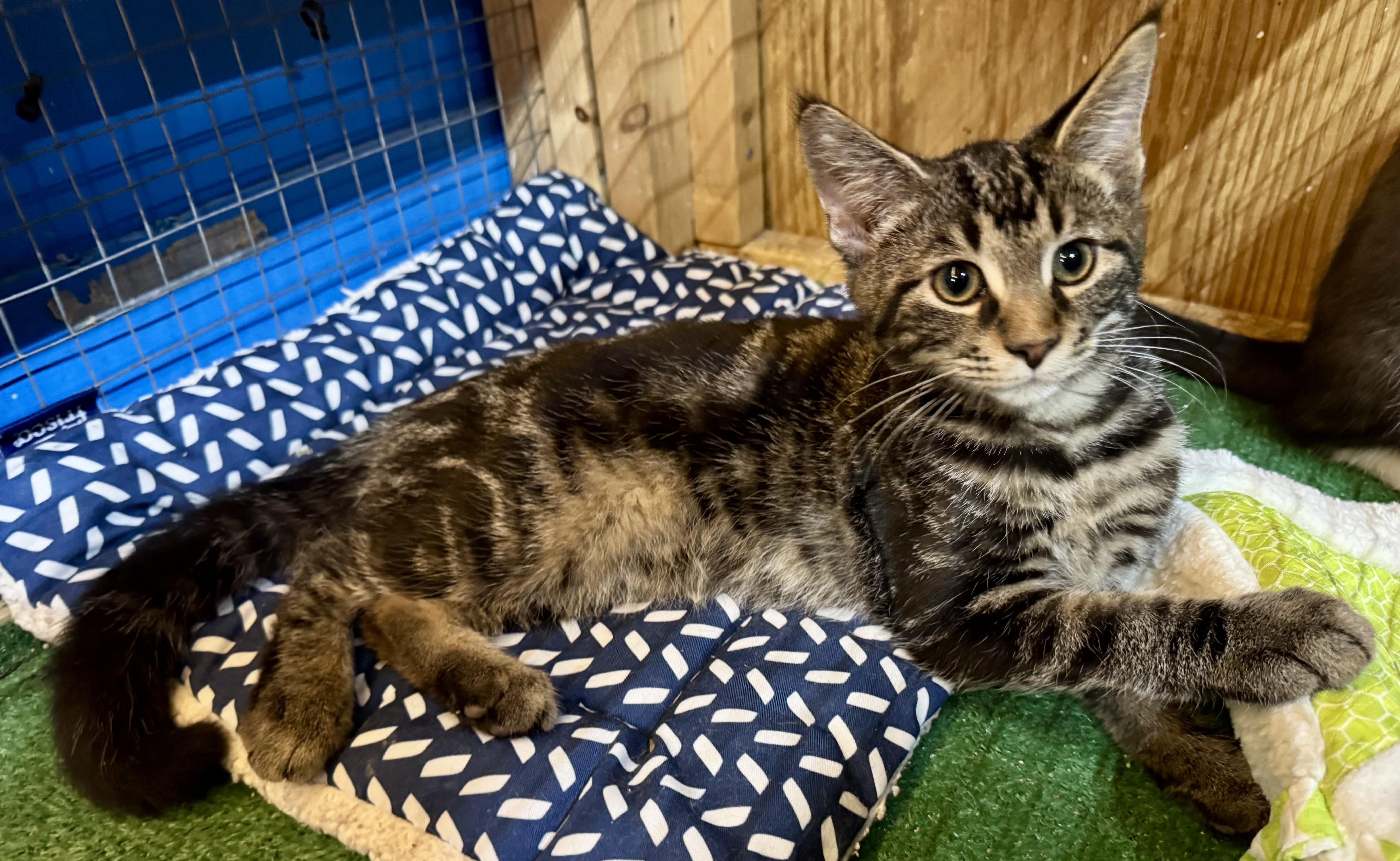 A young medium-sized male Domestic Short Hair cat named Sora for adoption in Centerville, GA