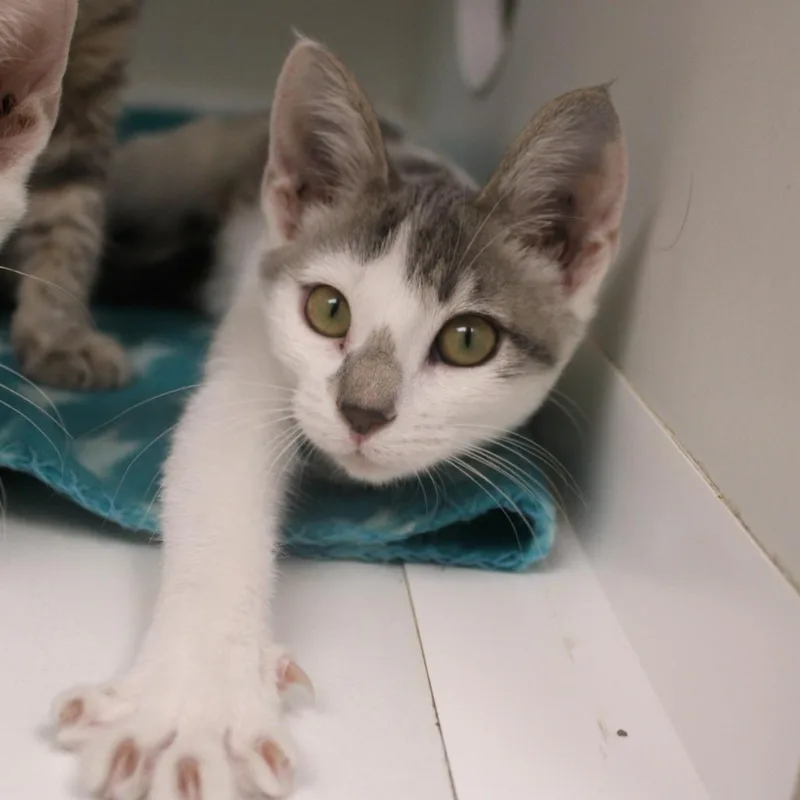 A baby small-sized female Domestic Short Hair cat named Claire for adoption in Champaign, IL