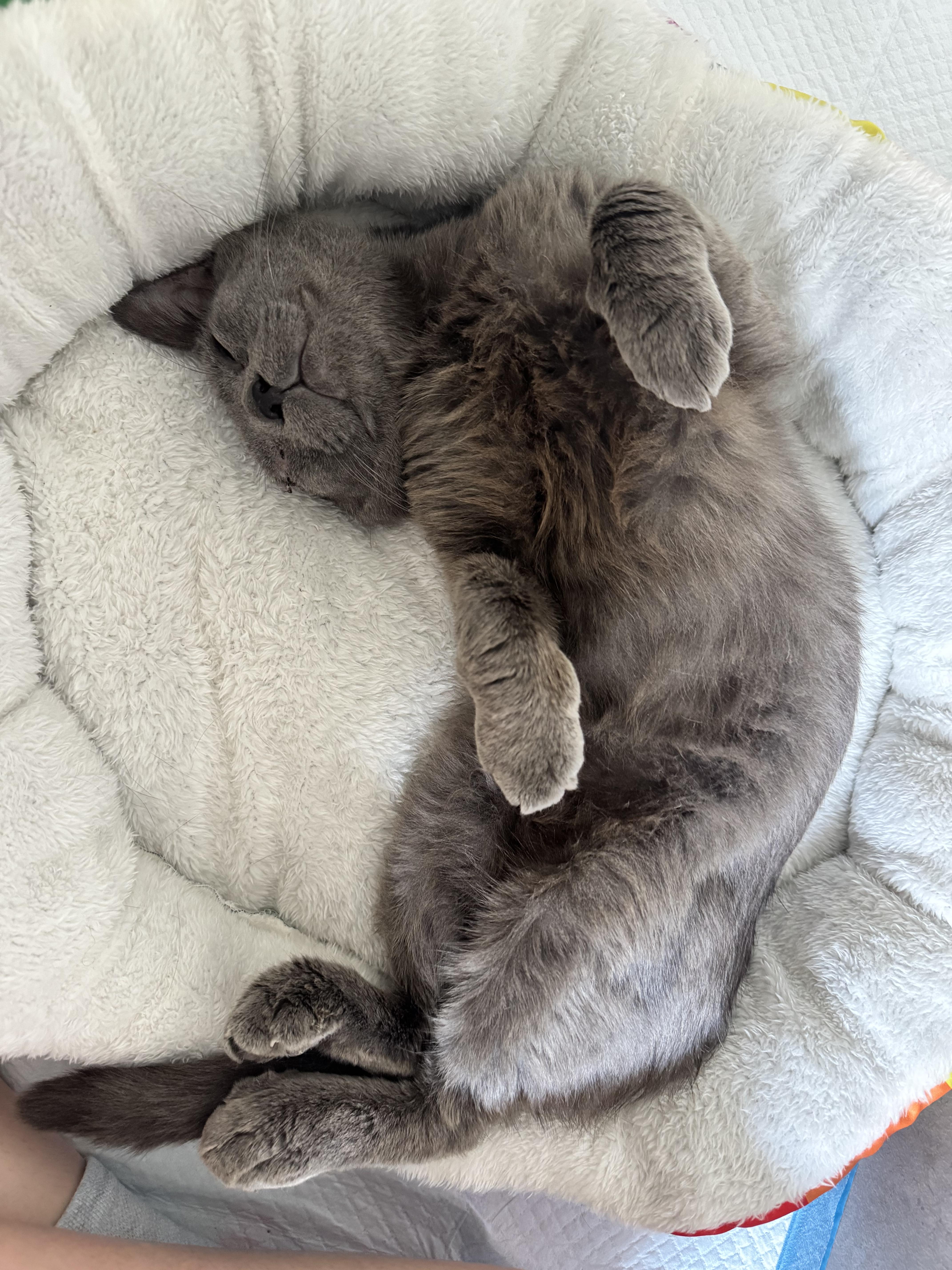 A young medium-sized male Gray / Blue / Silver Russian Blue cat named Tony for adoption in Baytown, TX