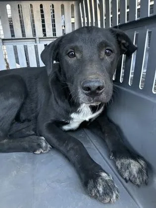 A baby medium-sized male Labrador Retriever dog named Sniffessor Snape for adoption in Fresno, CA