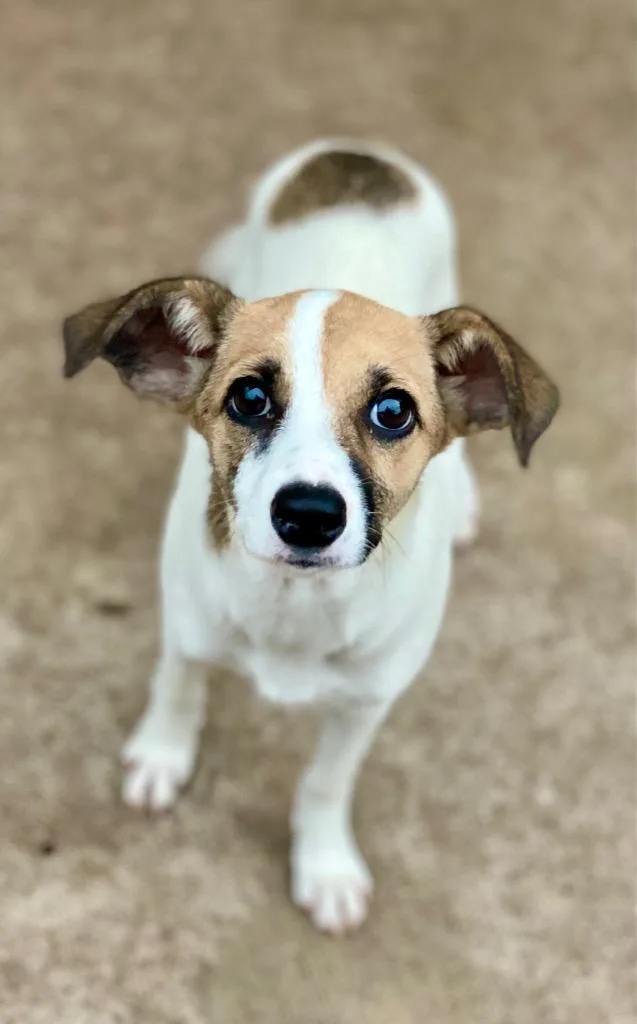 A baby small-sized female Rat Terrier dog named Hetty for adoption in Urbandale, IA