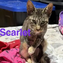 An adult small-sized female Brown / Chocolate Domestic Short Hair cat named Scarlet for adoption in Coralville, IA