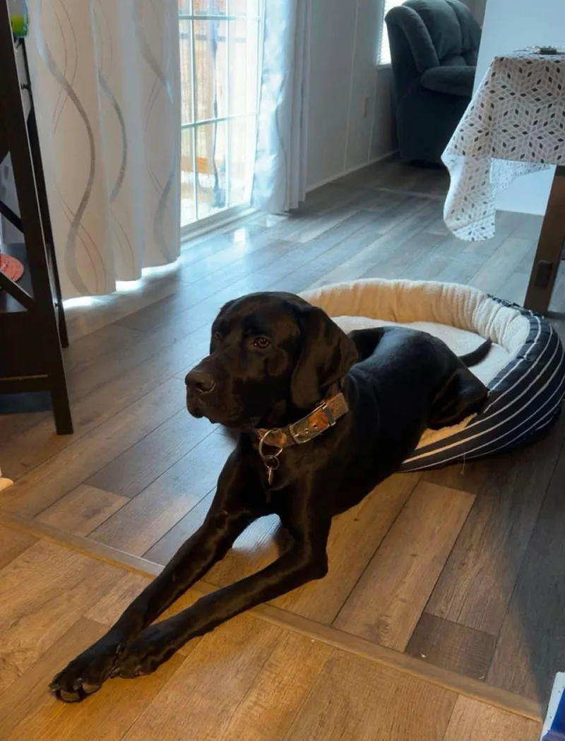 An adult large-sized male Retriever dog named Goofy for adoption in Union Beach, NJ