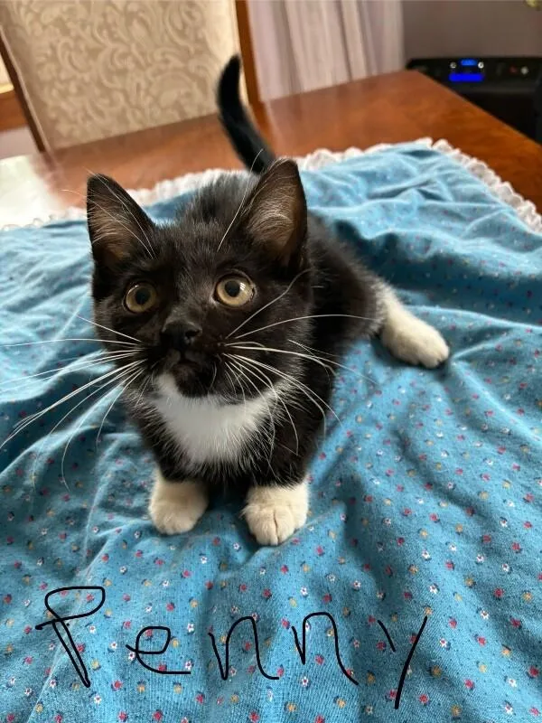 A young medium-sized female Black Domestic Short Hair cat named Penny for adoption in Grand Rapids, MI