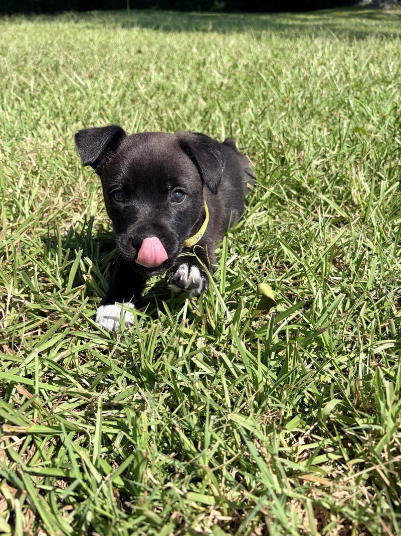 A baby medium-sized male Labrador Retriever dog named Potter for adoption in Holly Springs, NC