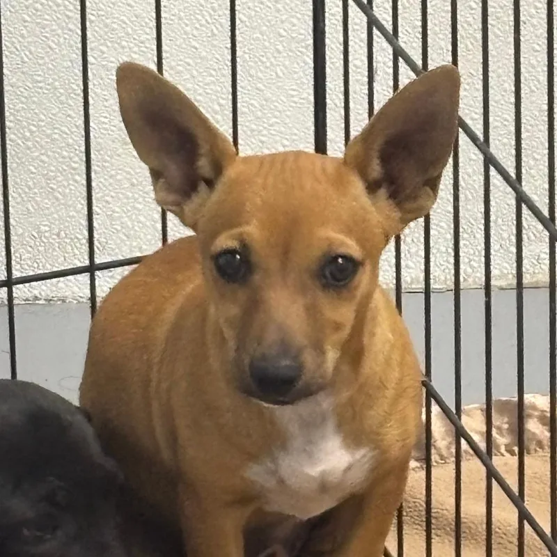 Daphne