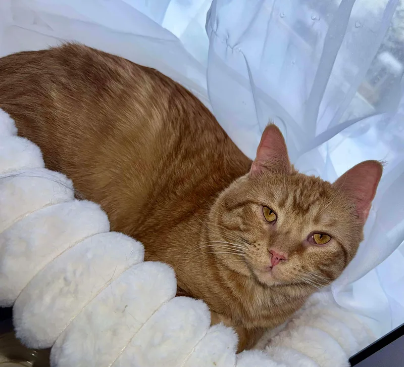 An adult medium-sized male Tabby (Orange / Red) Tabby cat named Zithro for adoption in Greensburg, PA