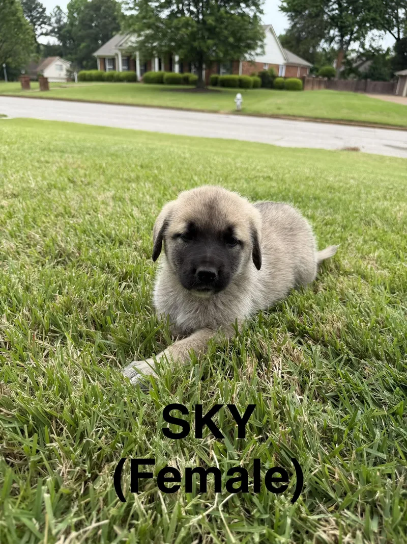 Sky thumbnail 3