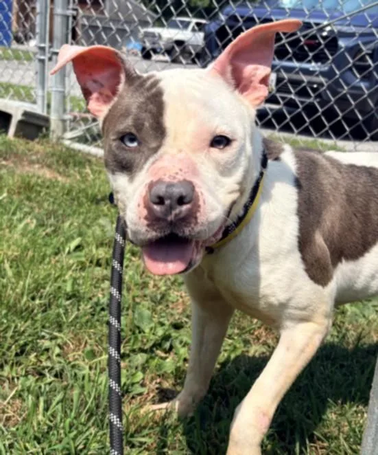An adult medium-sized female Pit Bull Terrier dog named Lady for adoption in Hagerstown, MD