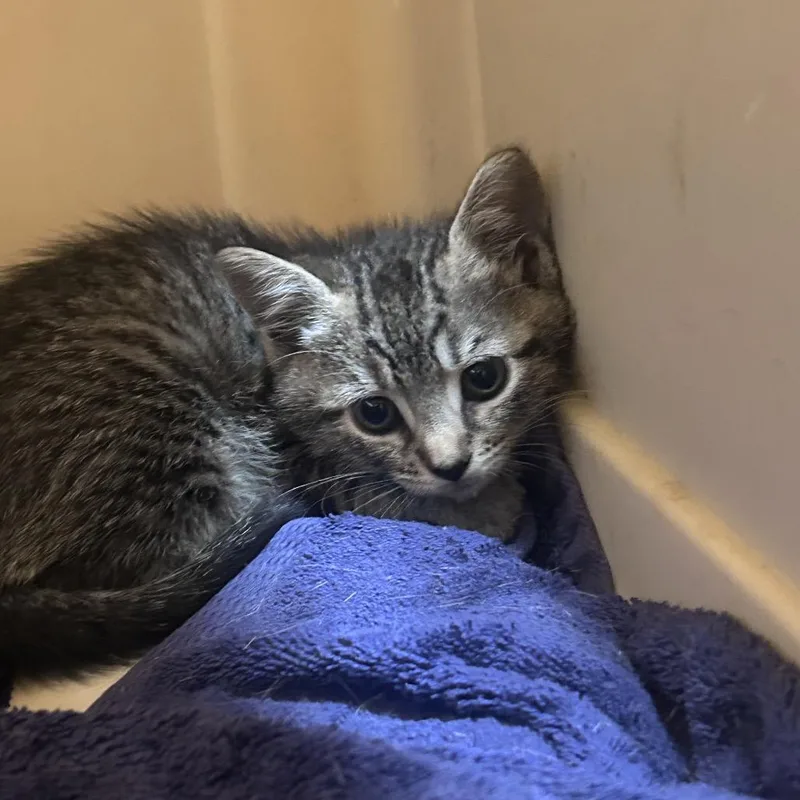 A baby small-sized female Brown / Chocolate Domestic Short Hair cat named Newbie for adoption in Perkiomenville, PA