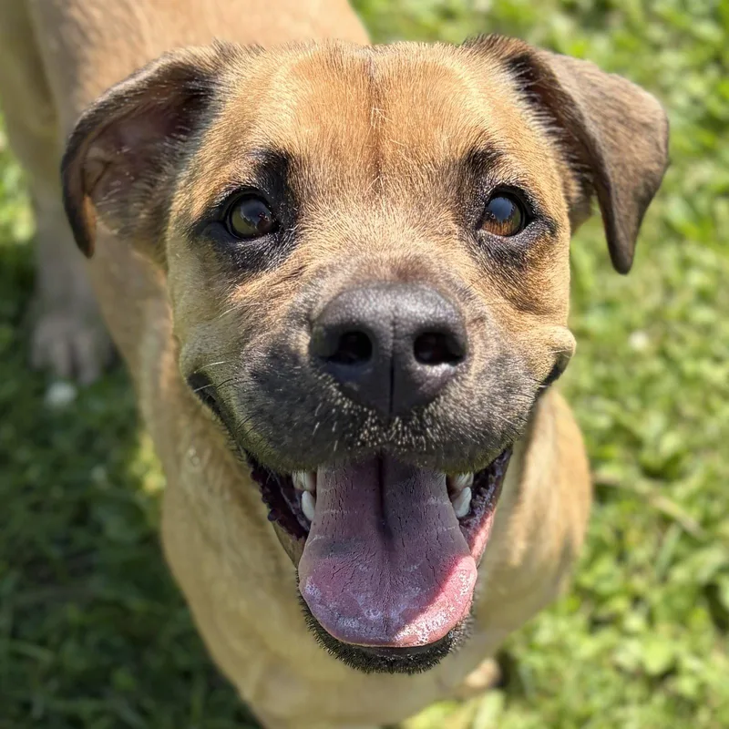 An adult medium-sized male Dachshund dog named Mac for adoption in Jefferson, WI