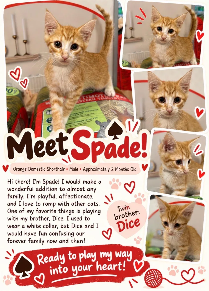 A baby medium-sized male Orange & White Domestic Short Hair cat named Spade for adoption in Richmond, VA